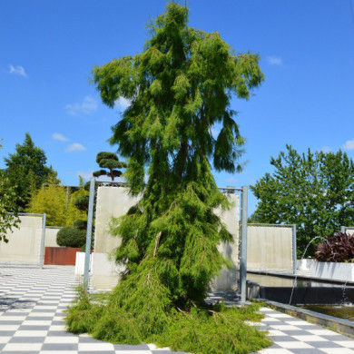Sequoiadendron giganteum 'Pendulum'