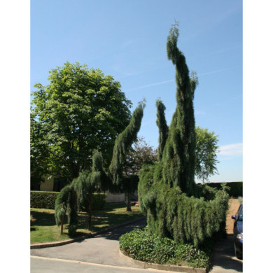 Sequoiadendron giganteum 'Pendulum'