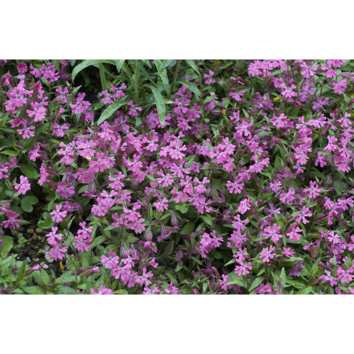 Silene schafta