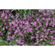 Silene schafta