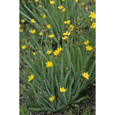 Sisyrinchium californicum