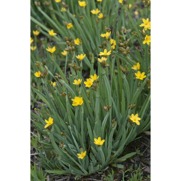 Sisyrinchium californicum