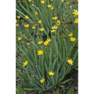 Sisyrinchium californicum