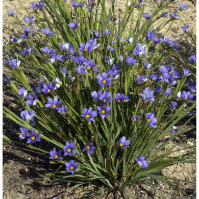 Sisyrinchium montanum