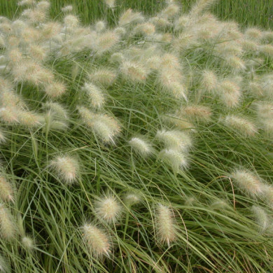 Pennisetum villosum