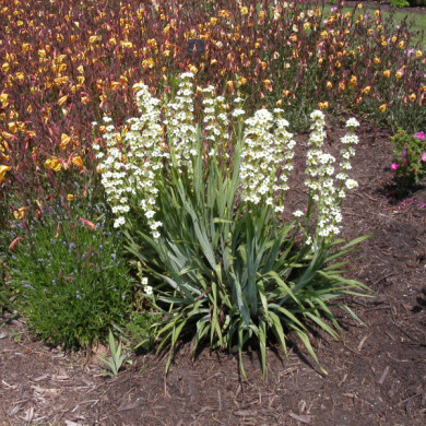 Sisyrinchium striatum