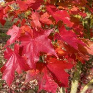 Acer Pacific Sunset 'Warrenred'