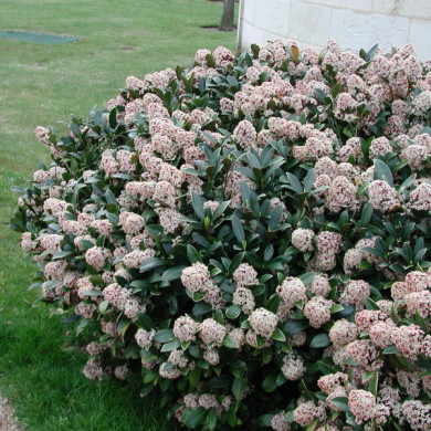 Skimmia japonica