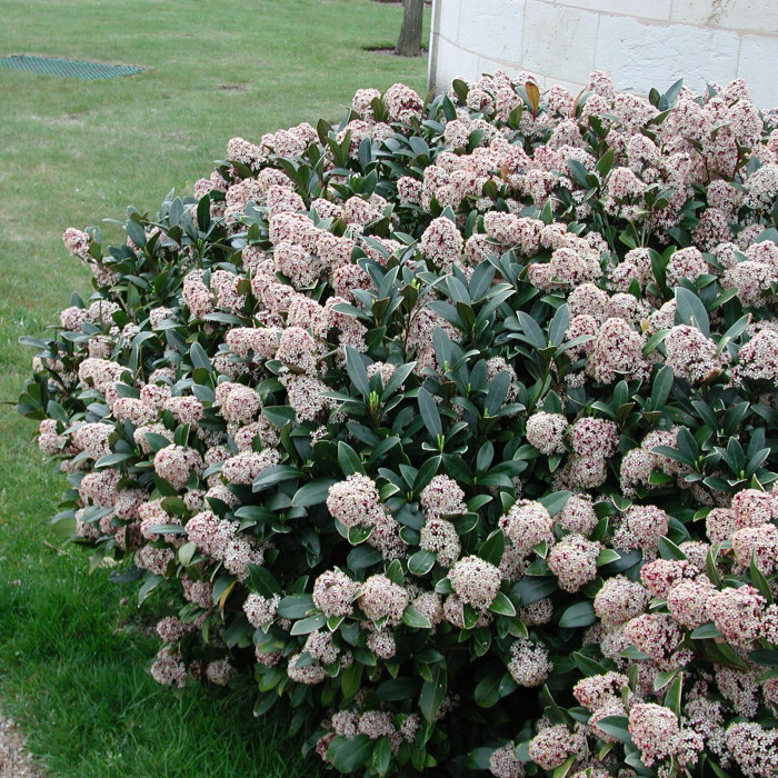 Skimmia japonica