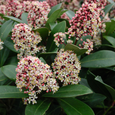 Skimmia japonica