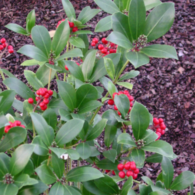 Skimmia japonica