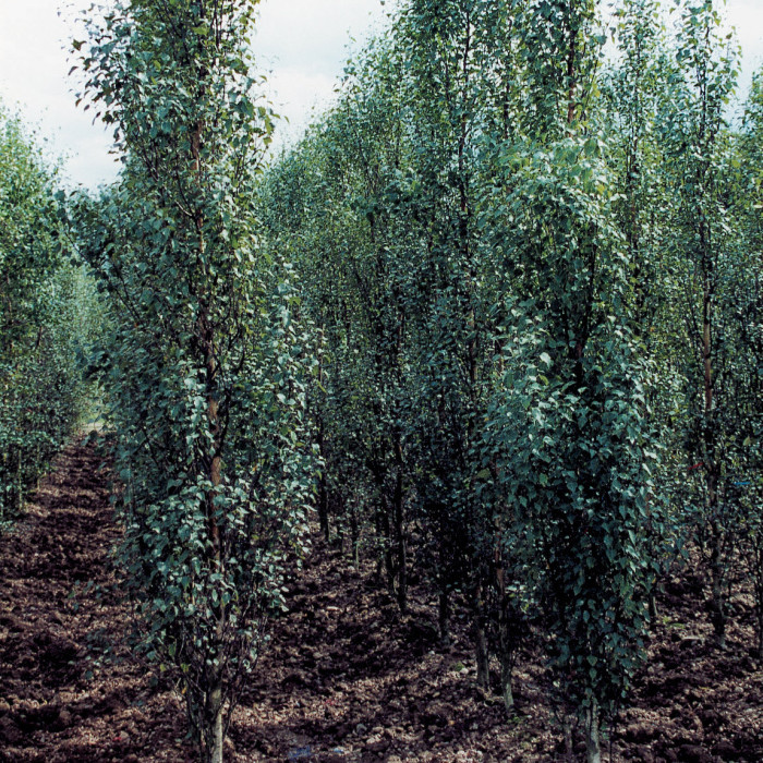 Betula pendula 'Fastigiata'