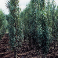 Betula pendula 'Fastigiata'