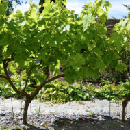 Vigne de table