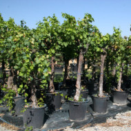 Vigne de table