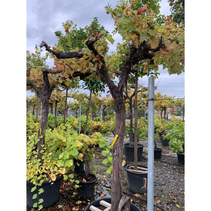 Vigne de table