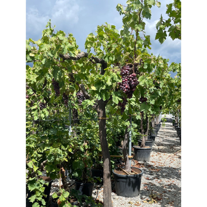 Vigne de table