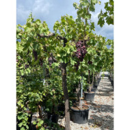 Vigne de table