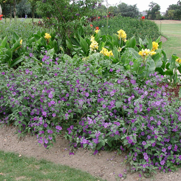 Solanum rantonetii