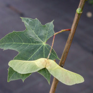 Acer platanoides