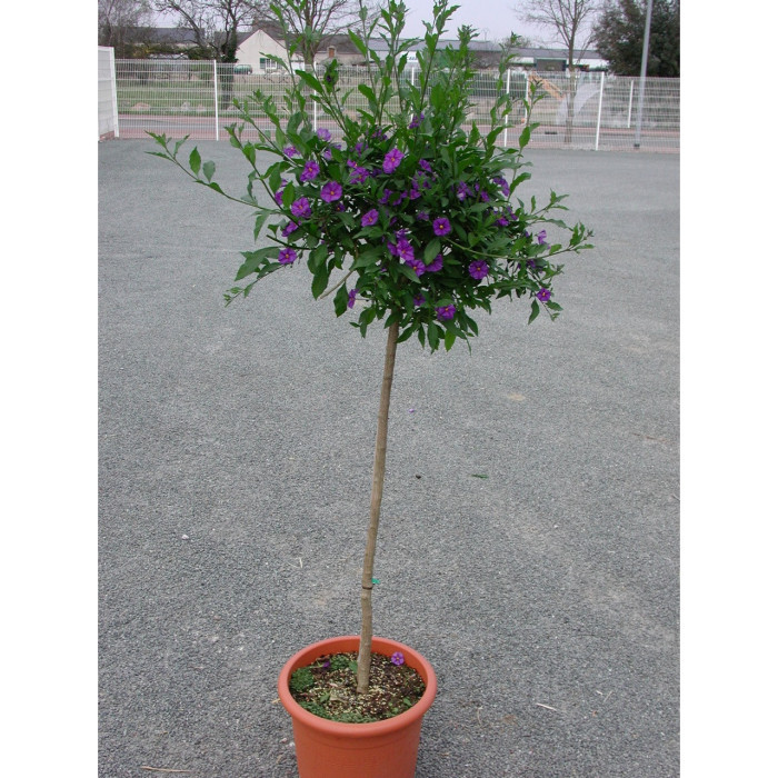Solanum rantonetii