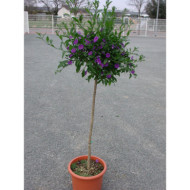 Solanum rantonetii