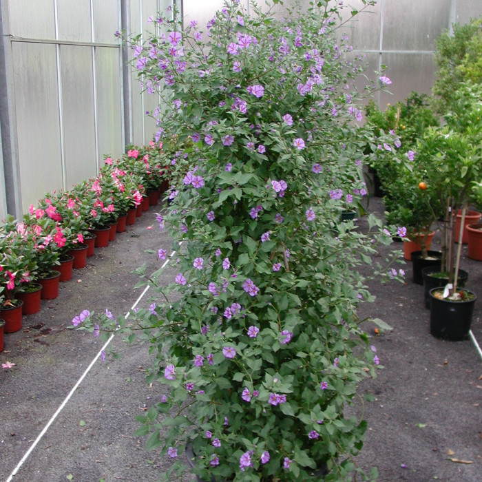 Solanum rantonetii