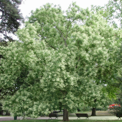 Styphnolobium japonica