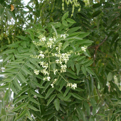Styphnolobium japonica