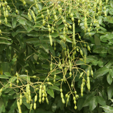 Styphnolobium japonica