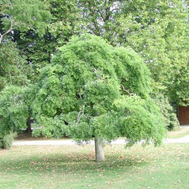 Styphnolobium japonica 'Pendula'