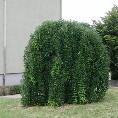Styphnolobium japonica 'Pendula'