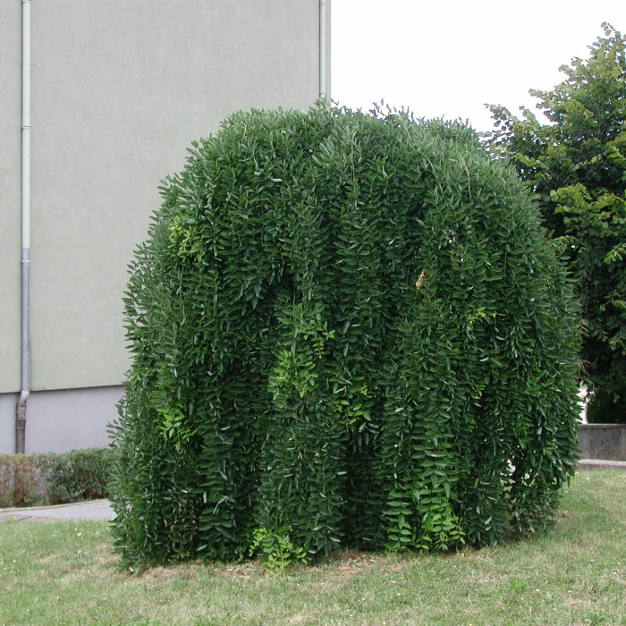 Styphnolobium japonica 'Pendula'