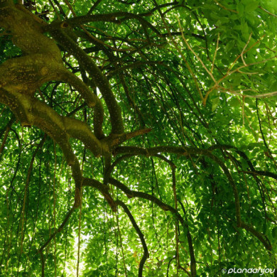 Styphnolobium japonica 'Pendula'