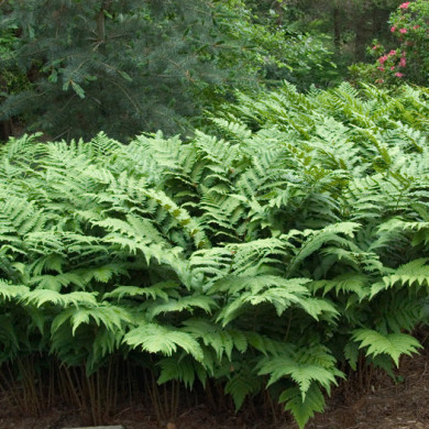 Dryopteris goldieana