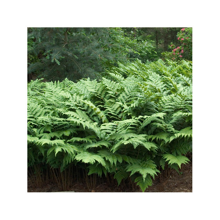 Dryopteris goldieana