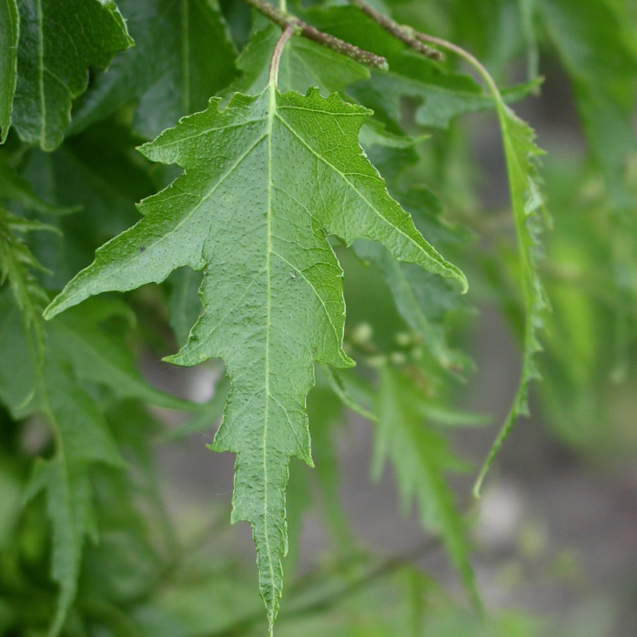 Betula pendula 'Laciniata'