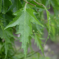 Betula pendula 'Laciniata'