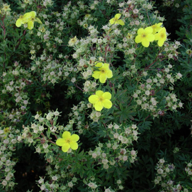 Potentilla fruticosa 'Goldfinger'