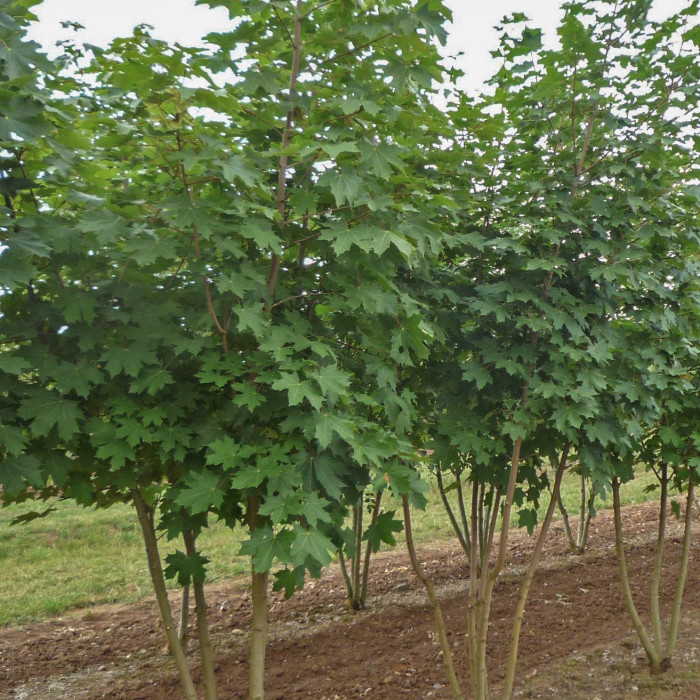 Acer platanoides