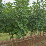Acer platanoides