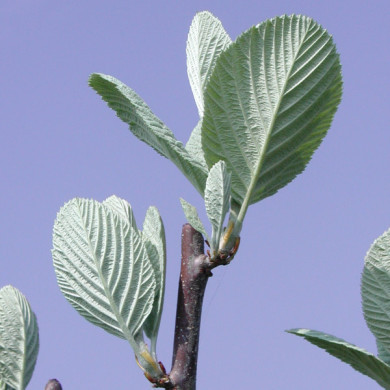 Sorbus aria 'Majestica'