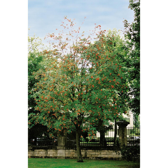Sorbus aucuparia