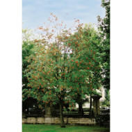 Sorbus aucuparia