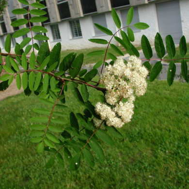 Sorbus aucuparia