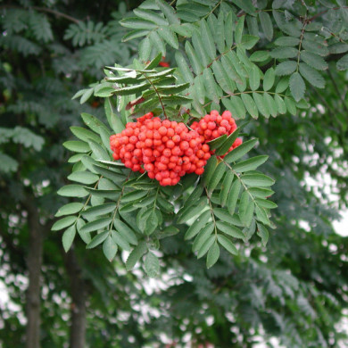 Sorbus aucuparia