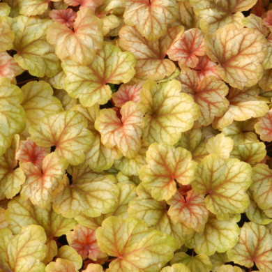 Heuchera Champagne Bubbles®