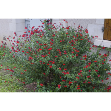 Salvia microphylla 'Royal Bumble'