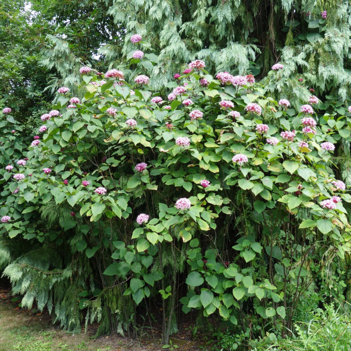 Clerodendrum bungei