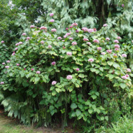 Clerodendrum bungei